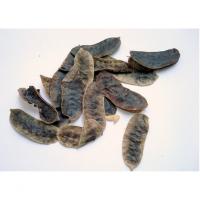 AÇLIK OTU 100 gr