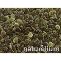 ISIRGAN TOHUMU 100 GR