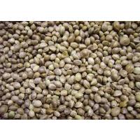 KENEVİR TOHUMU (KENDİR TOHUMU) 100 GR