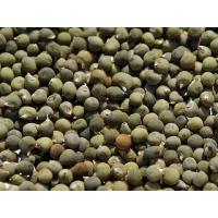 Bamya Tohumu 250 gr (tane)