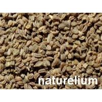KEREVİZ TOHUMU 100 GR